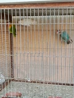 Love Birds Cheap Price 0