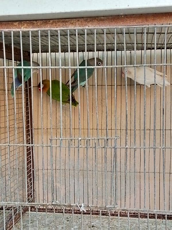 Love Birds Cheap Price 2