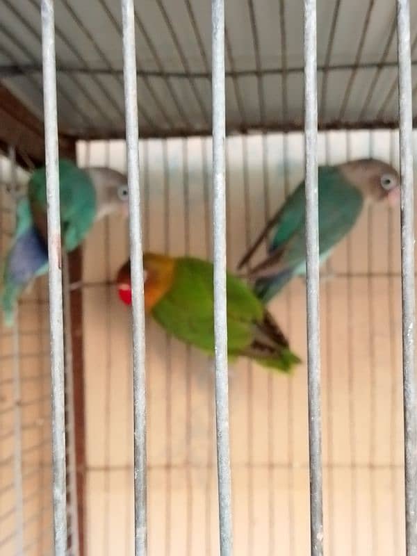 Love Birds Cheap Price 3