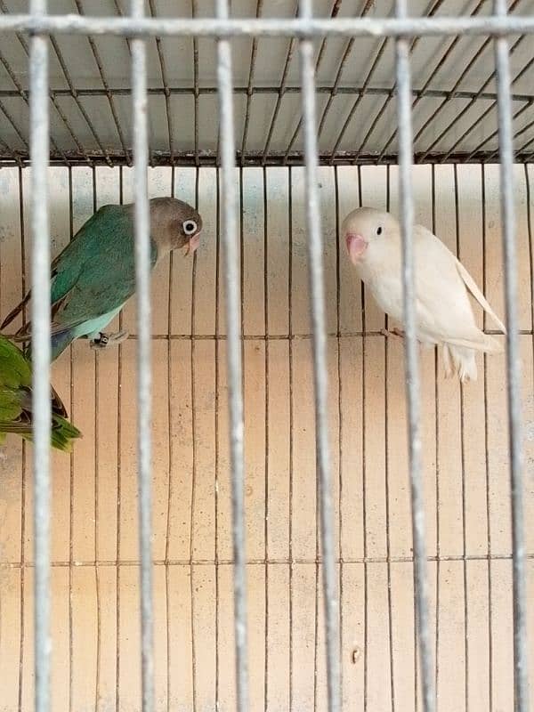 Love Birds Cheap Price 4