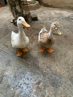 Breading pair of ducks