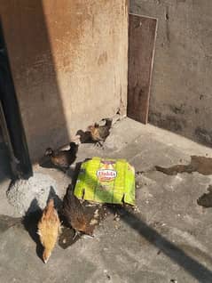 active golden misri chicks for sale 0