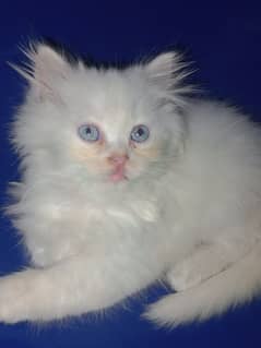 Persian kitten for sale 0