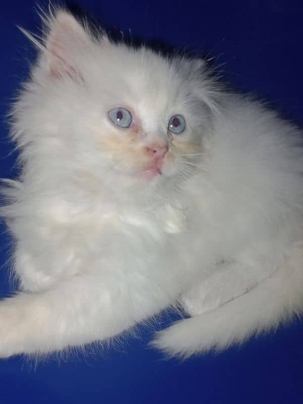 Persian kitten for sale 1