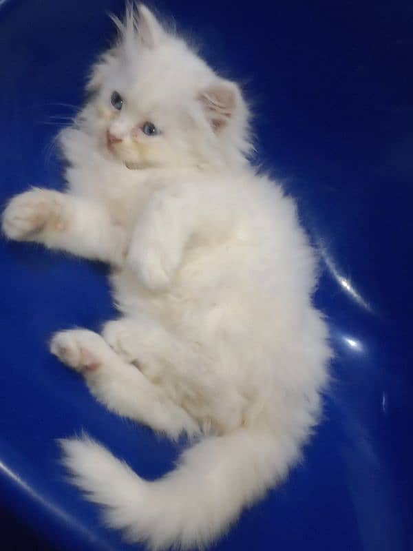 Persian kitten for sale 2