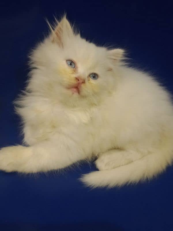 Persian kitten for sale 3