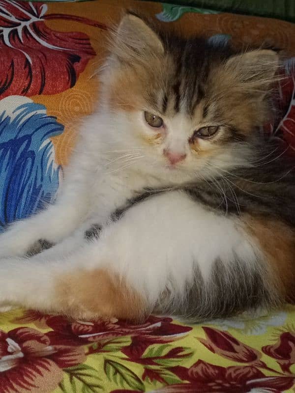 Persian kitten for sale 4