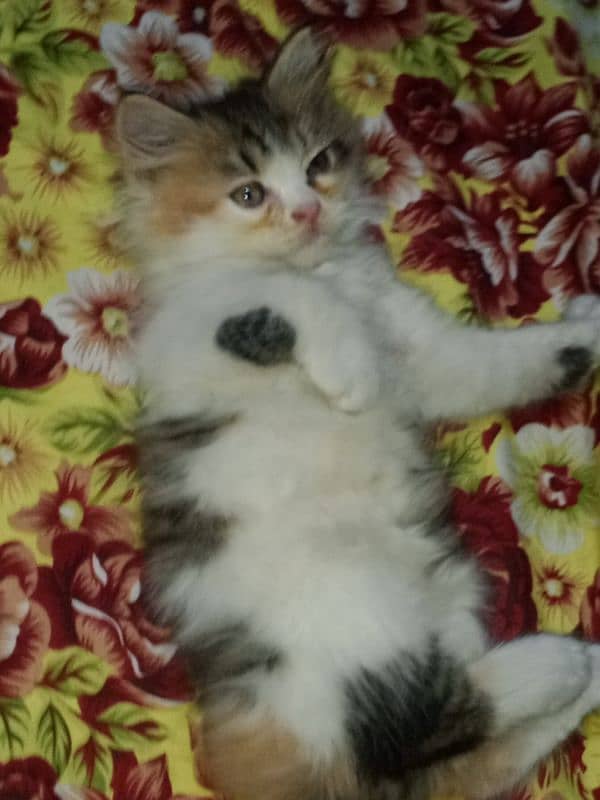 Persian kitten for sale 5