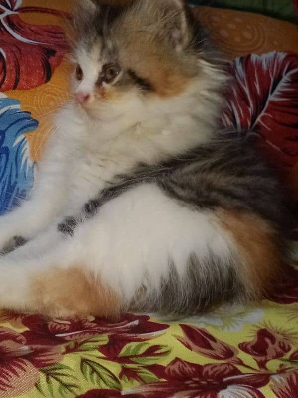 Persian kitten for sale 6