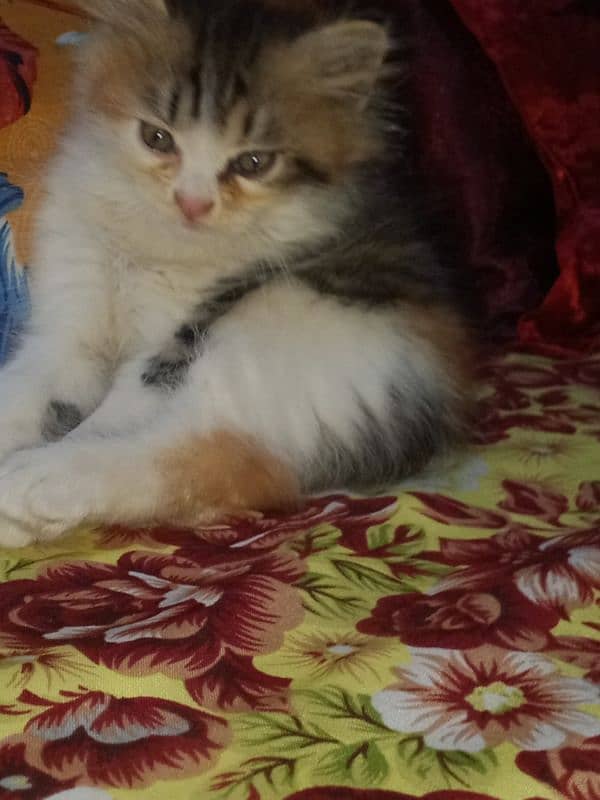 Persian kitten for sale 7