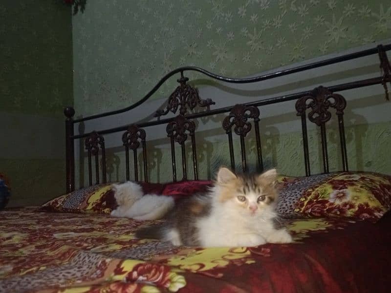 Persian kitten for sale 8