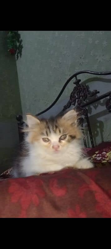 Persian kitten for sale 9