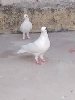 fancy pigeons pair 03135180552 0