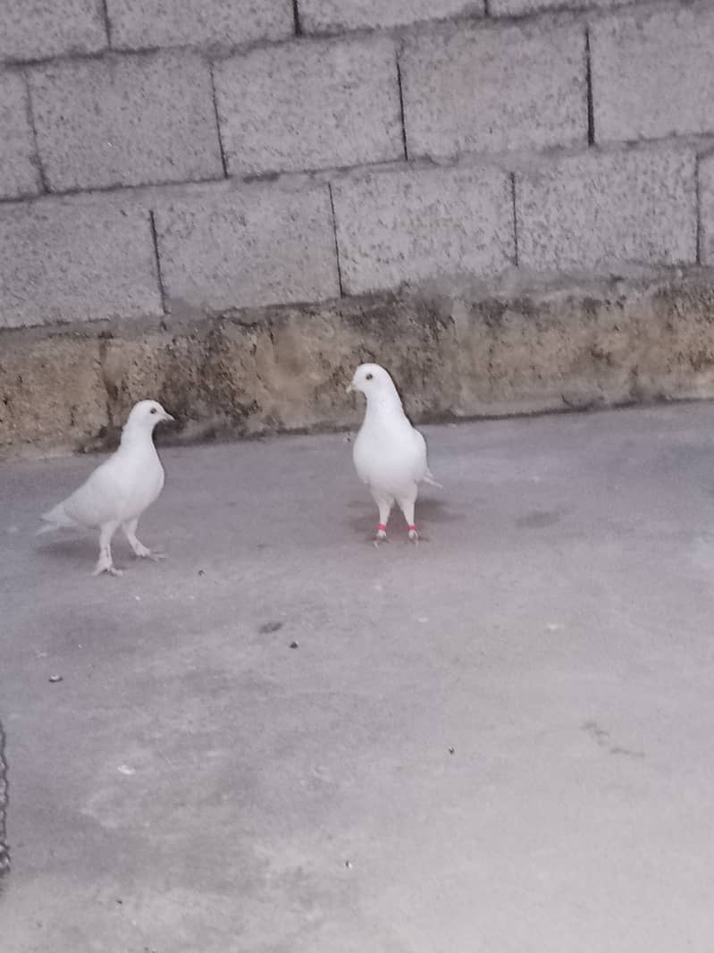 fancy pigeons pair 03135180552 1