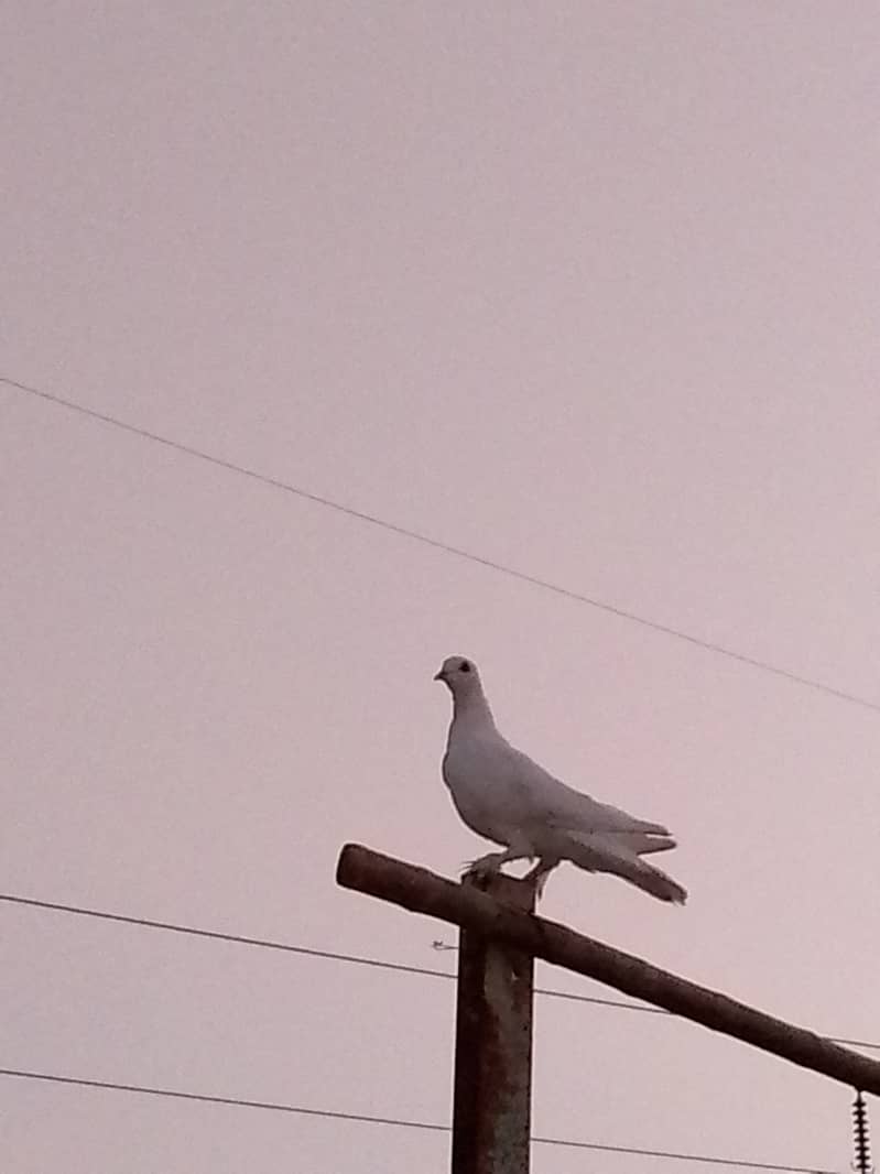 fancy pigeons pair 03135180552 2