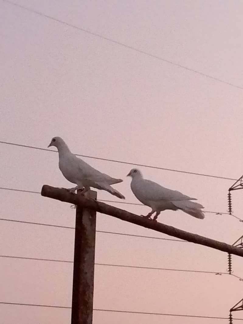 fancy pigeons pair 03135180552 3