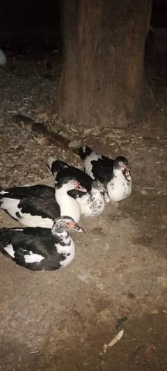 Black  Muscovy Russian duck