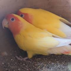 lutino pair and Ringneck female