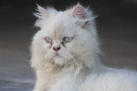 persian blue eyes cat