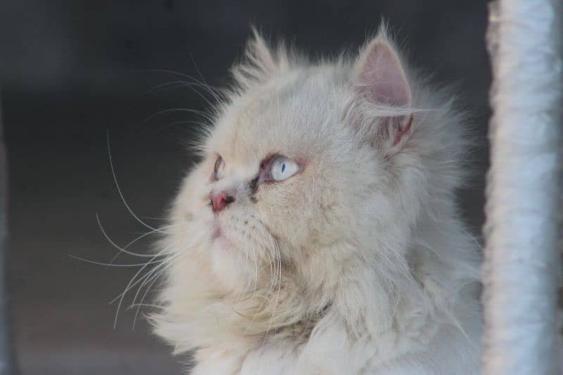 persian blue eyes cat 1