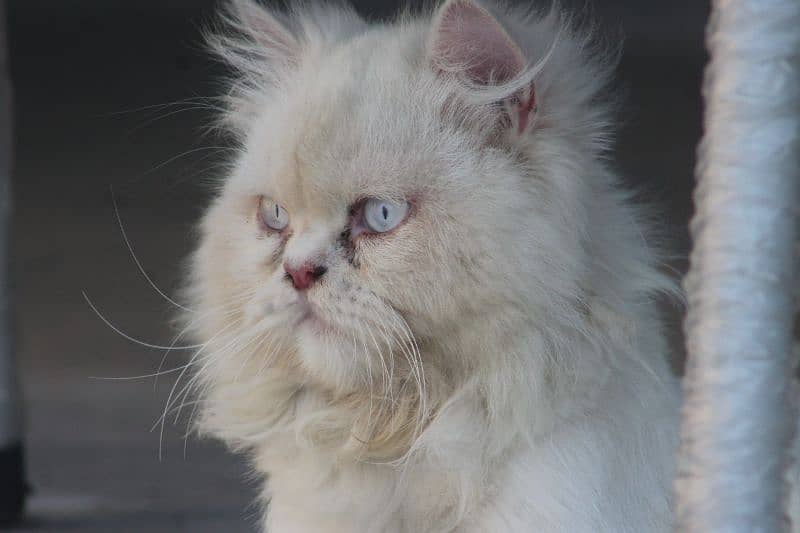 persian blue eyes cat 3