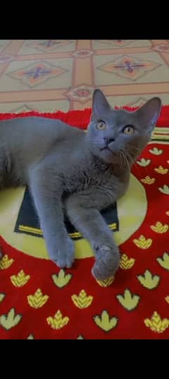 Russian blue male 4month