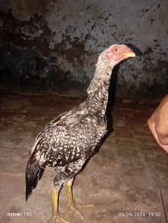 aseel home breed miawali cross long tail khari takhti