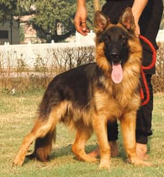 German Shepherd