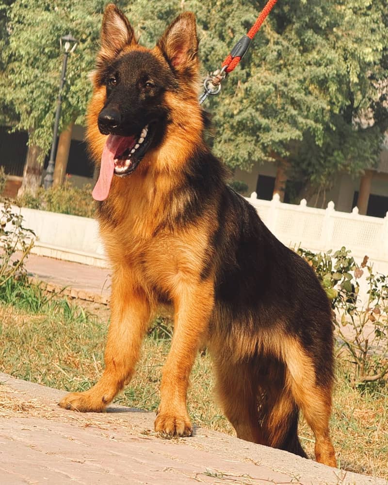 German Shepherd 1