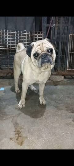 Pug confirm stud male available