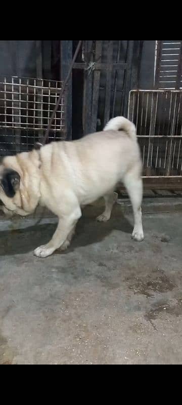 Pug confirm stud male available 1