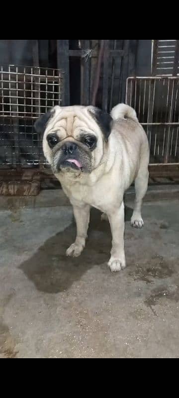 Pug confirm stud male available 2