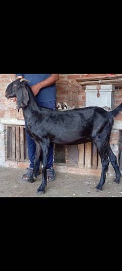 Bettal Gaban bakri for sale