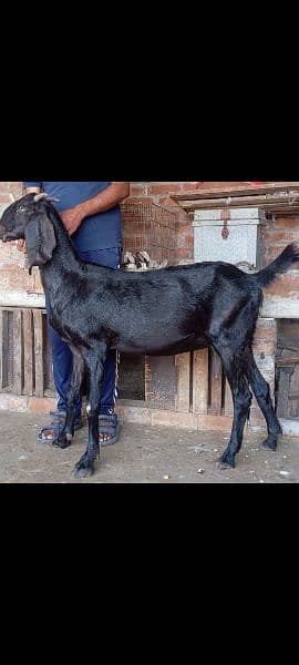 Bettal Gaban bakri for sale 1