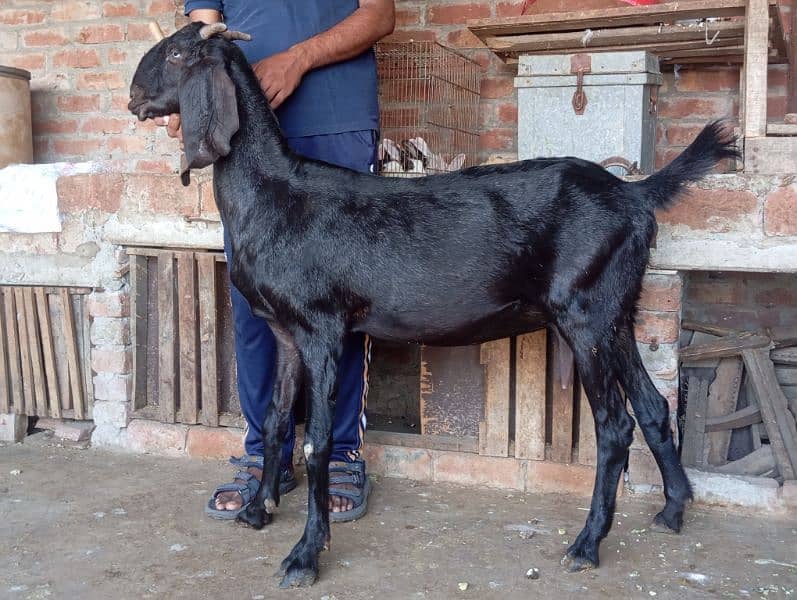 Bettal Gaban bakri for sale 2