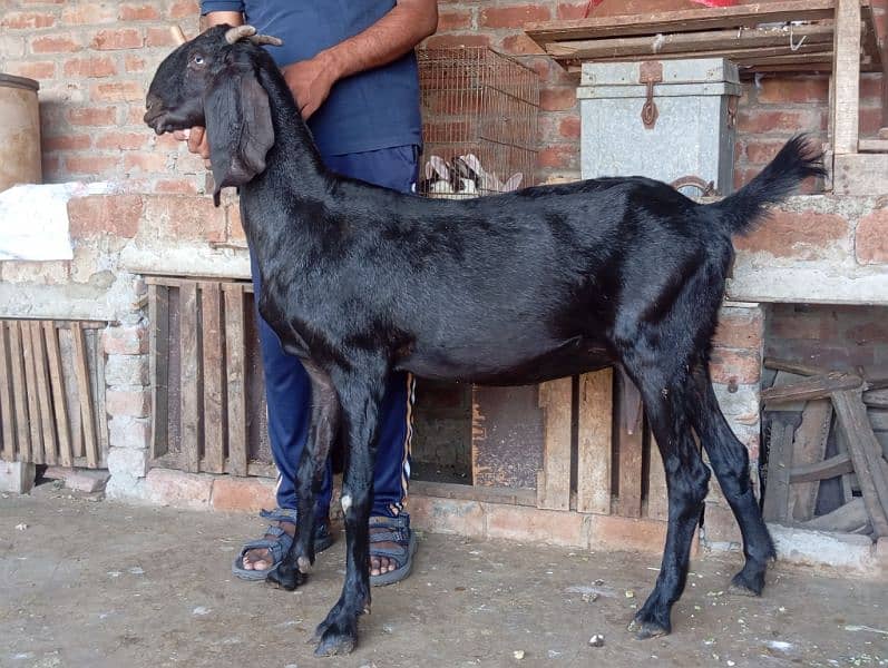 Bettal Gaban bakri for sale 3