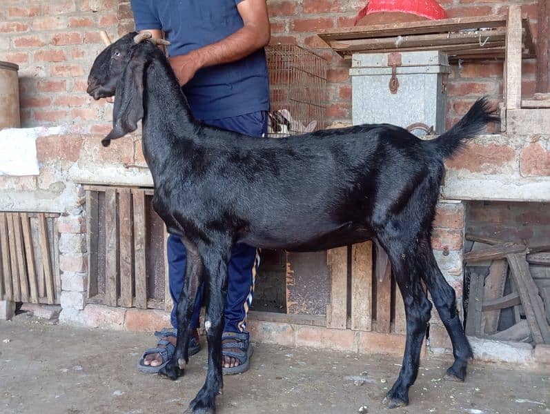 Bettal Gaban bakri for sale 4