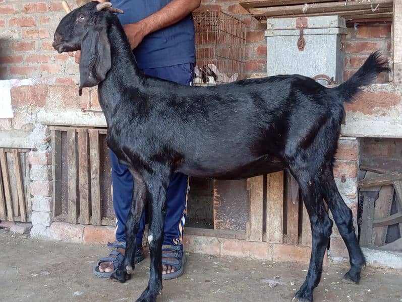 Bettal Gaban bakri for sale 5