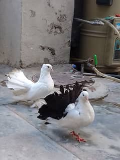 Fancy Pigeons