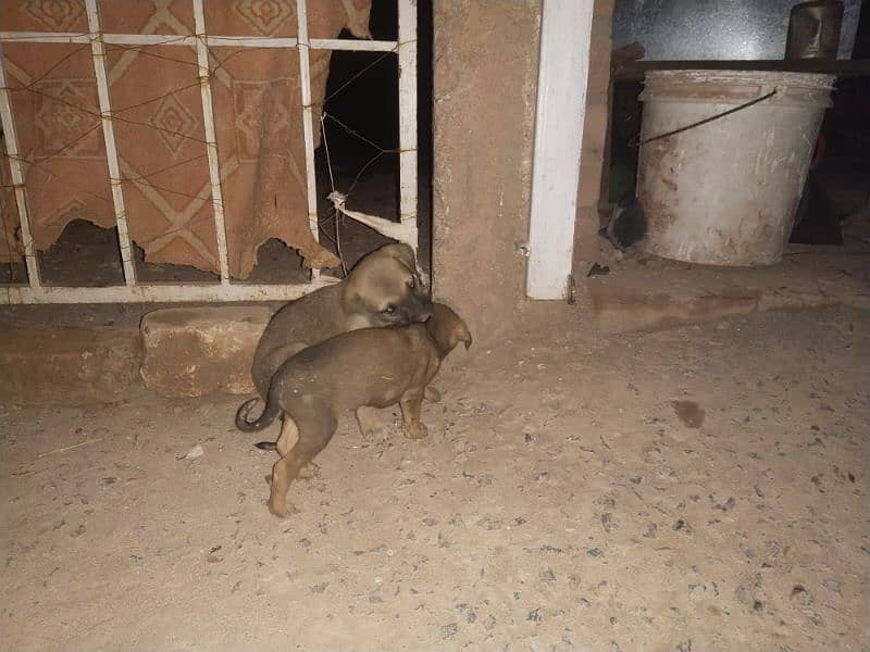 kintamani breed puppies 0