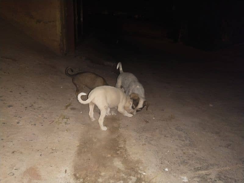 kintamani breed puppies 1