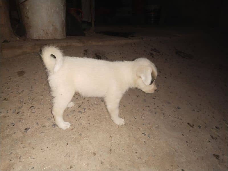 kintamani breed puppies 2