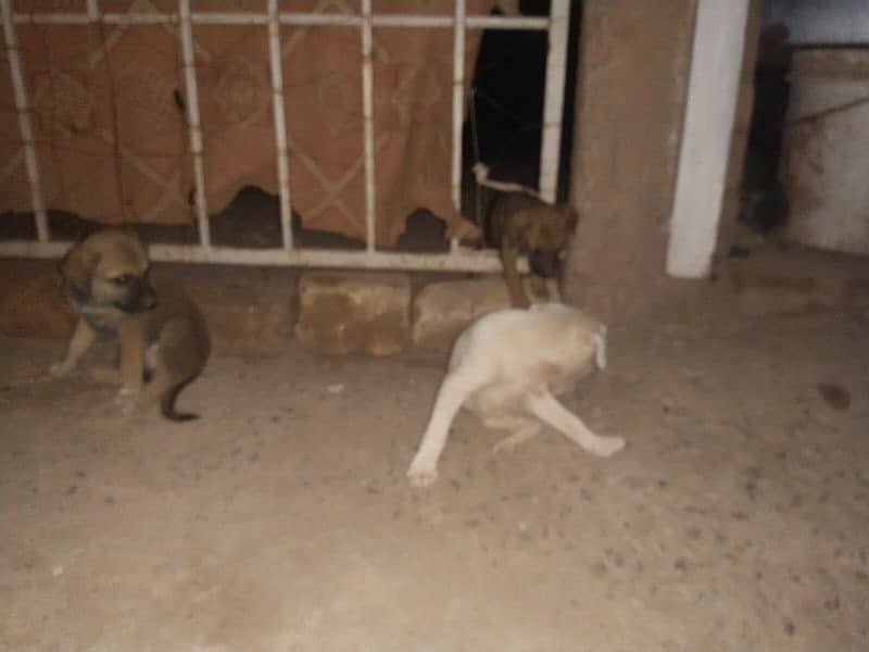 kintamani breed puppies 4