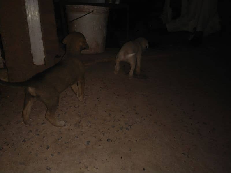 kintamani breed puppies 5