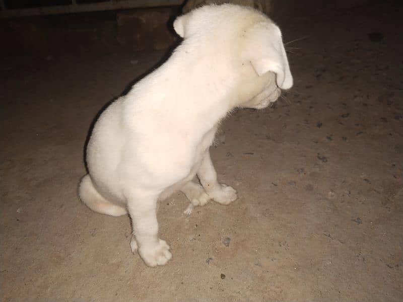 kintamani breed puppies 6