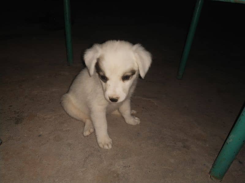 kintamani breed puppies 8