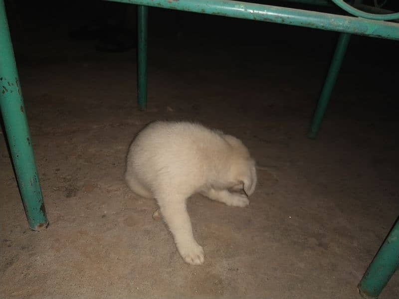 kintamani breed puppies 9