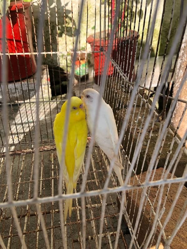 astalin parrot  100% bareder pair red eyes 1