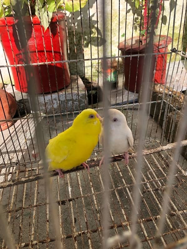 astalin parrot  100% bareder pair red eyes 4