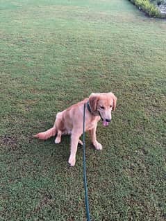 golden retriever pedigree male puppy